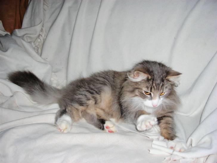 Norsk Skovkat Chloé billede 16