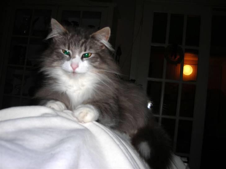 Norsk Skovkat Chloé billede 17