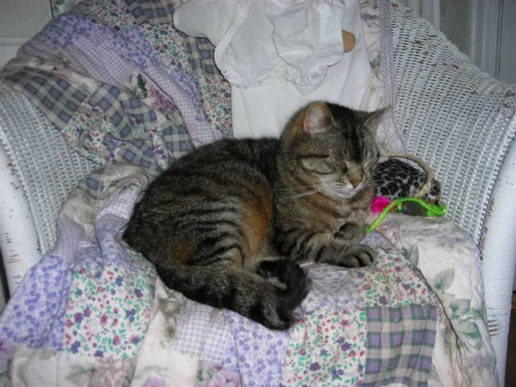 Huskat Marie Louise den II - 16 år billede 14