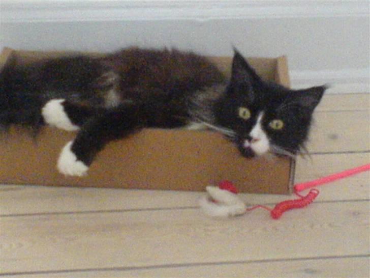 Maine Coon Teasy billede 16