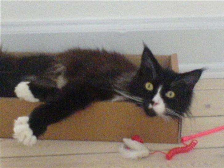 Maine Coon Teasy billede 17