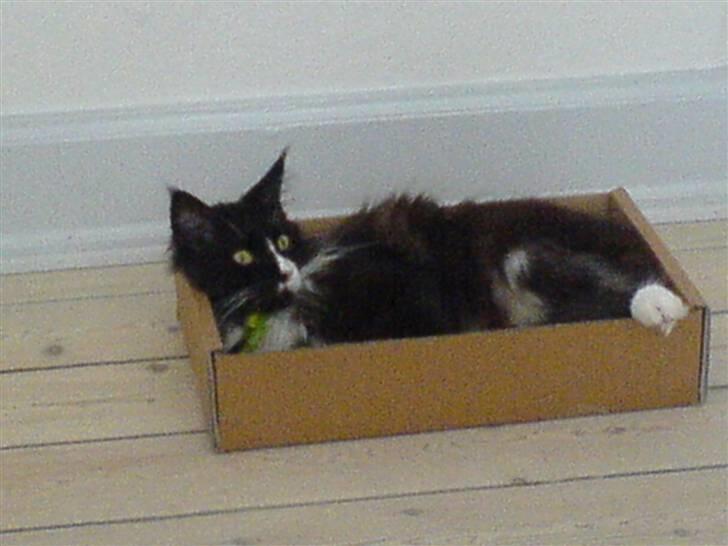 Maine Coon Teasy billede 18