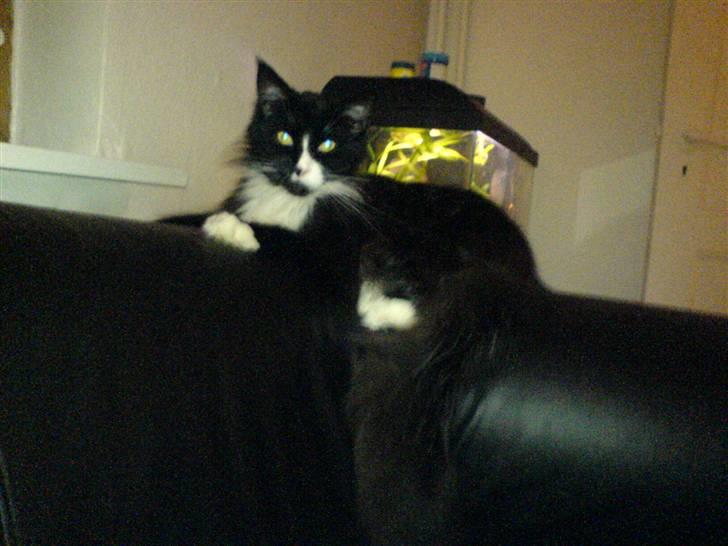 Maine Coon Teasy billede 19