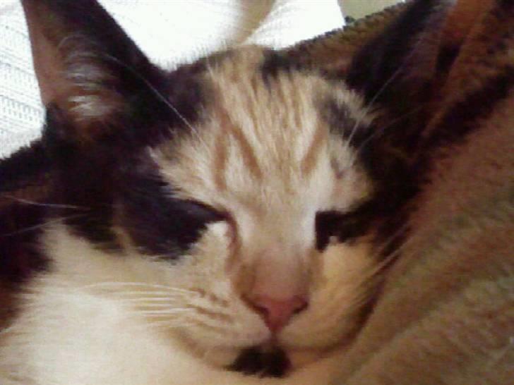 Huskat Freja billede 20