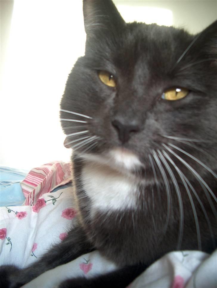 Blanding af racer Mulle DØD billede 1