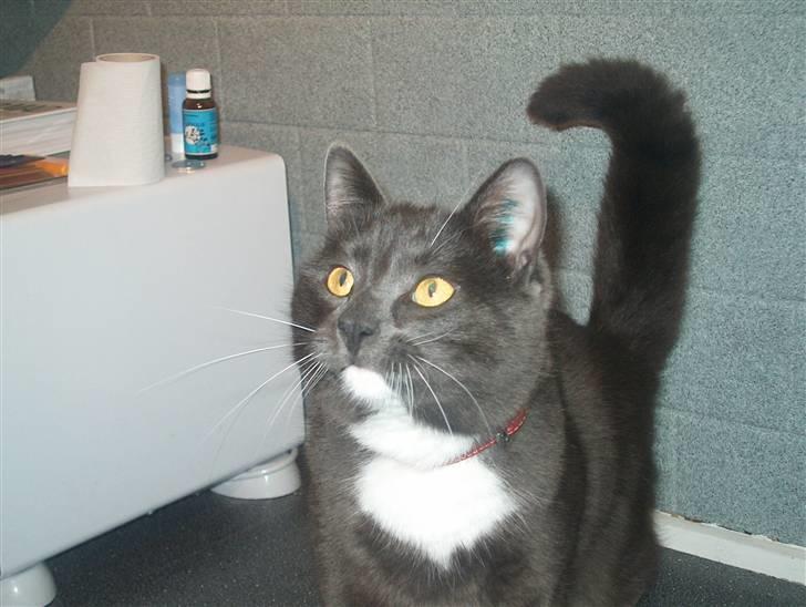 Blanding af racer Mulle DØD billede 2