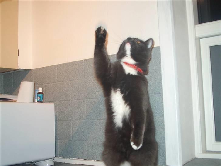 Blanding af racer Mulle DØD billede 3