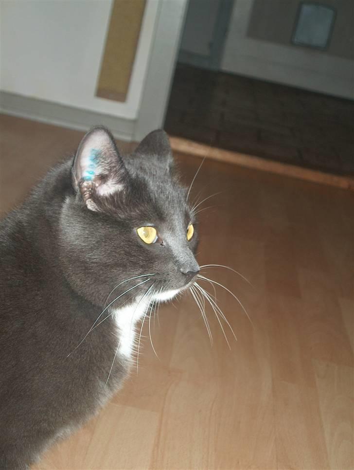 Blanding af racer Mulle DØD billede 4