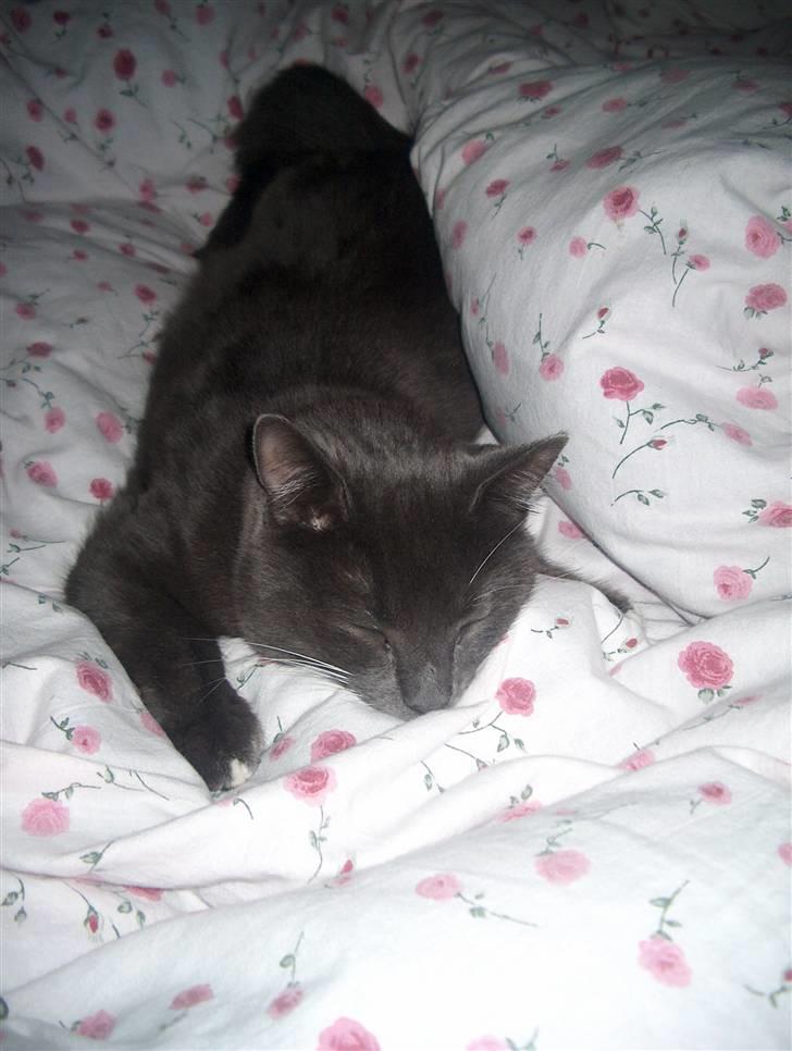 Blanding af racer Mulle DØD - zzzzzzzzzzzzzz billede 5