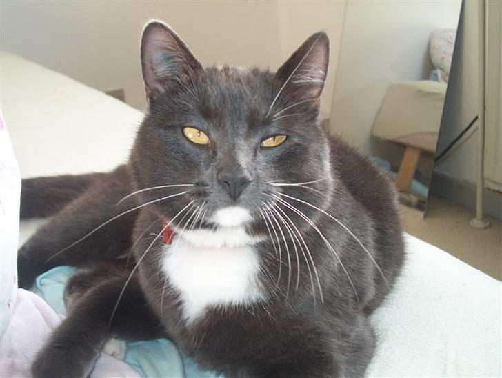 Blanding af racer Mulle DØD billede 6