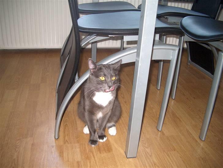 Blanding af racer Mulle DØD billede 7