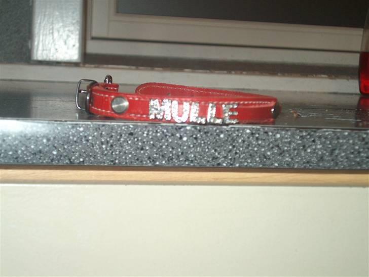 Blanding af racer Mulle DØD - mit fine halsbånd, jeg fik i julegave billede 8