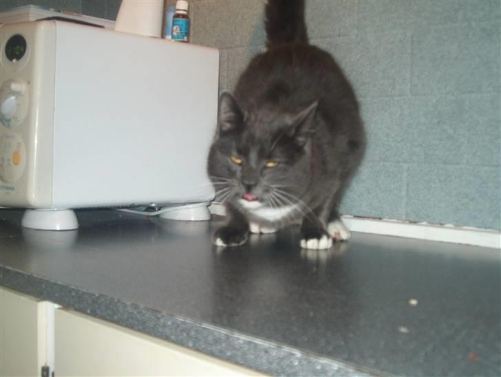 Blanding af racer Mulle DØD billede 9