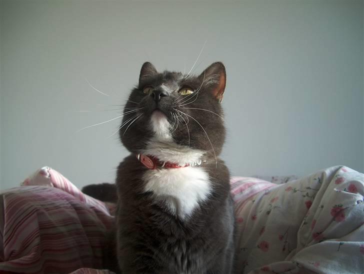 Blanding af racer Mulle DØD billede 10