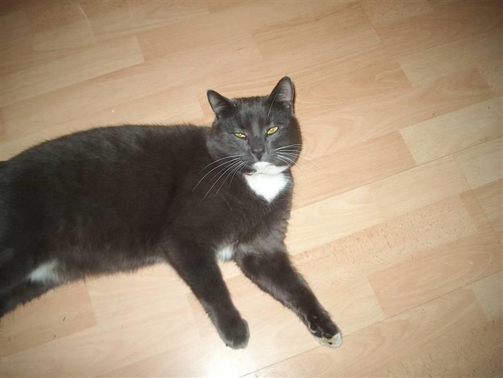 Blanding af racer Mulle DØD billede 11