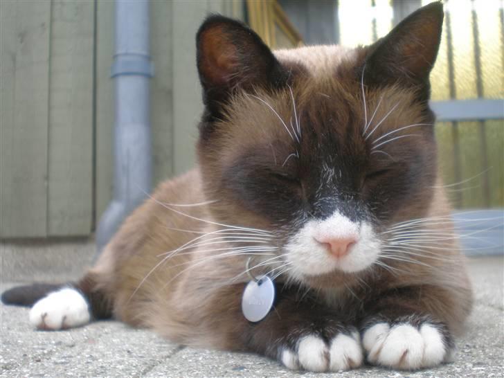 Blanding af racer  Oliver  billede 1