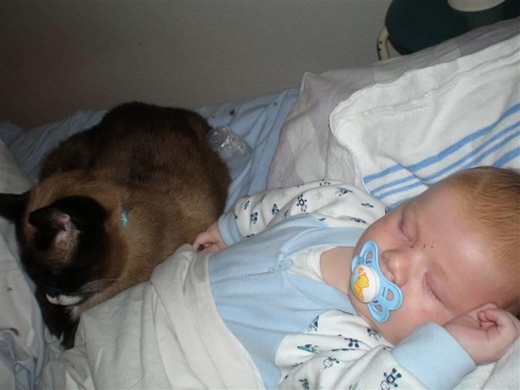 Blanding af racer  Oliver  billede 2