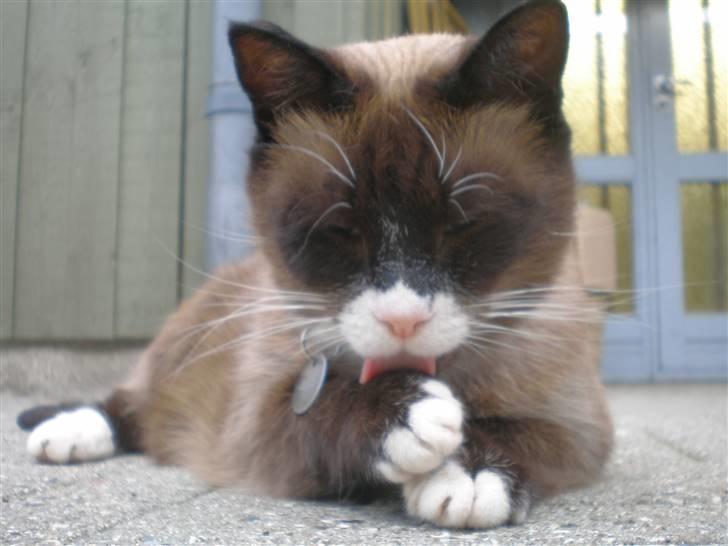 Blanding af racer  Oliver  billede 3