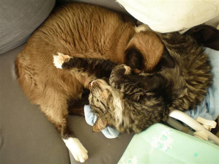 Blanding af racer  Oliver  billede 4