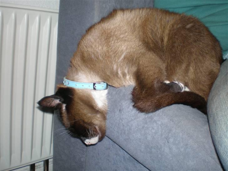 Blanding af racer  Oliver  billede 5