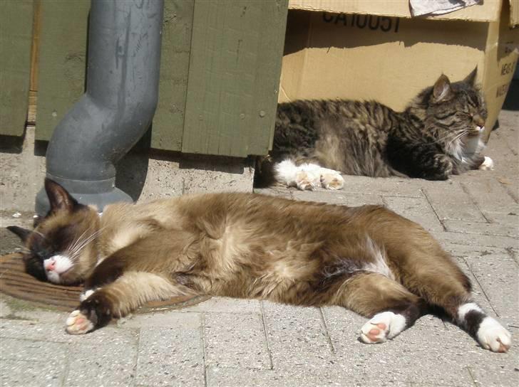 Blanding af racer  Oliver  billede 6