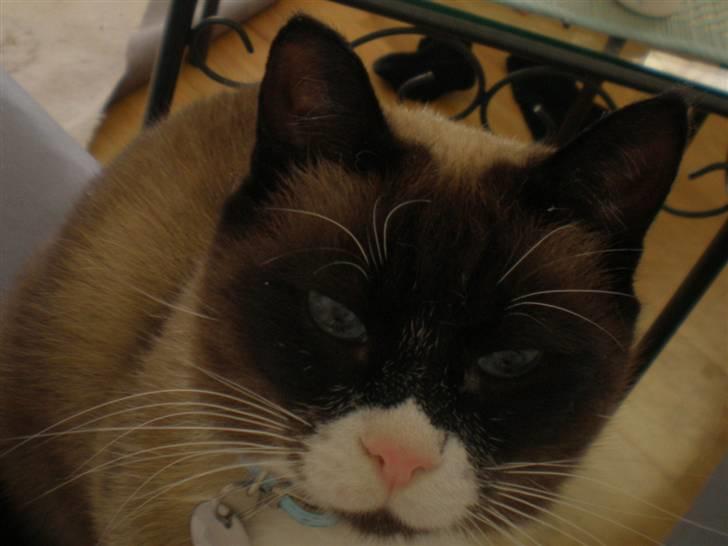 Blanding af racer  Oliver  billede 7