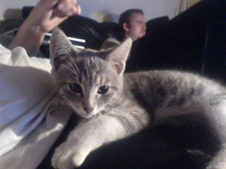 Huskat Bette mis bor hos min ex  billede 1