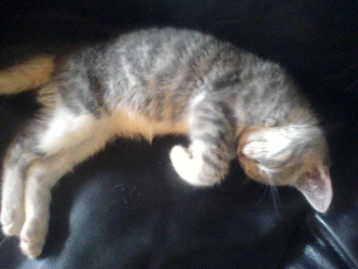 Huskat Bette mis bor hos min ex  billede 2