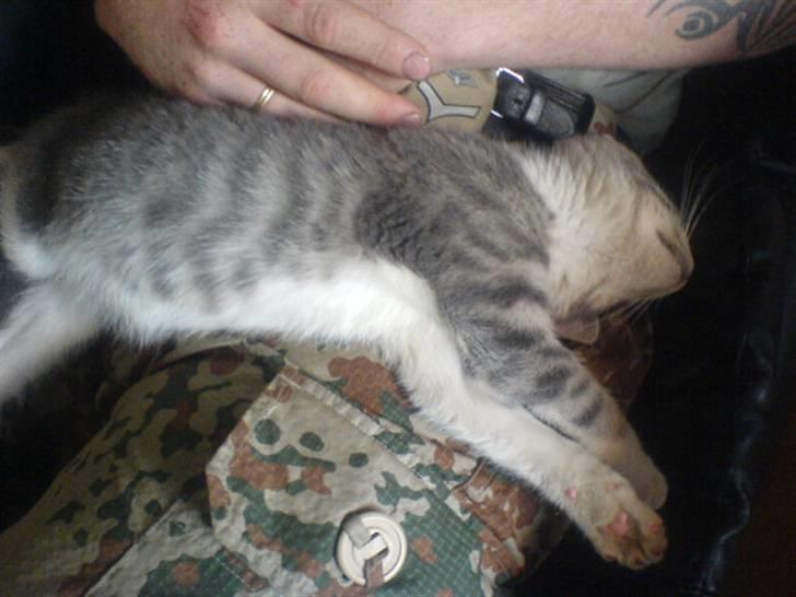 Huskat Bette mis bor hos min ex  - Uhh sover godt og blødt på far billede 3