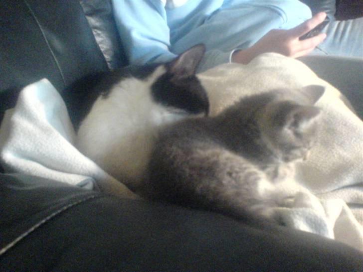 Huskat Bette mis bor hos min ex  - Putter lige med storebror Speedy billede 5