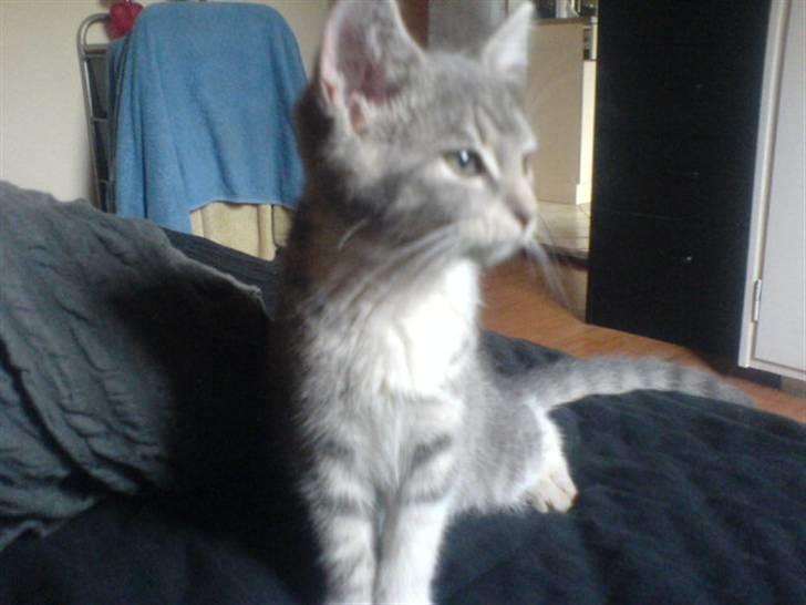Huskat Bette mis bor hos min ex  billede 6