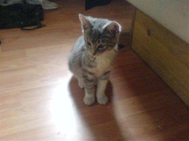 Huskat Bette mis bor hos min ex  billede 7