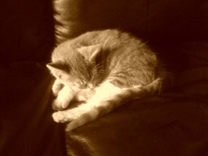 Huskat Bette mis bor hos min ex  billede 8