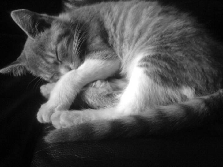 Huskat Bette mis bor hos min ex  billede 9