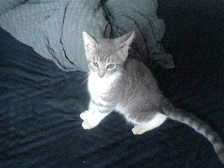 Huskat Bette mis bor hos min ex  billede 10