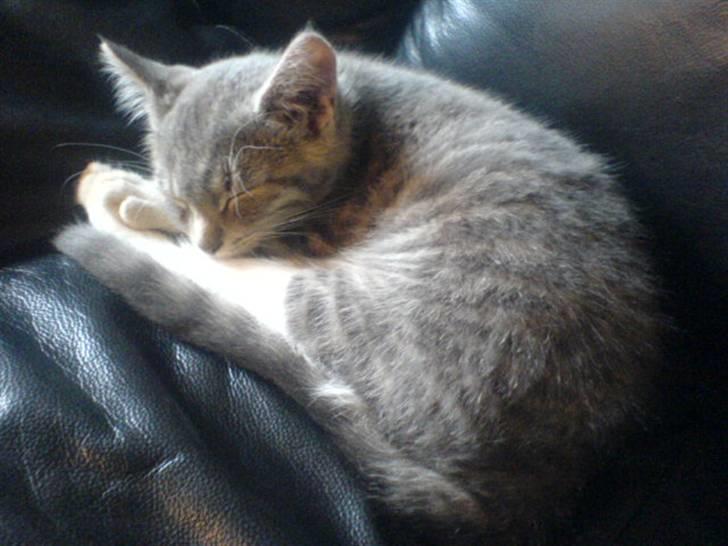 Huskat Bette mis bor hos min ex  billede 11