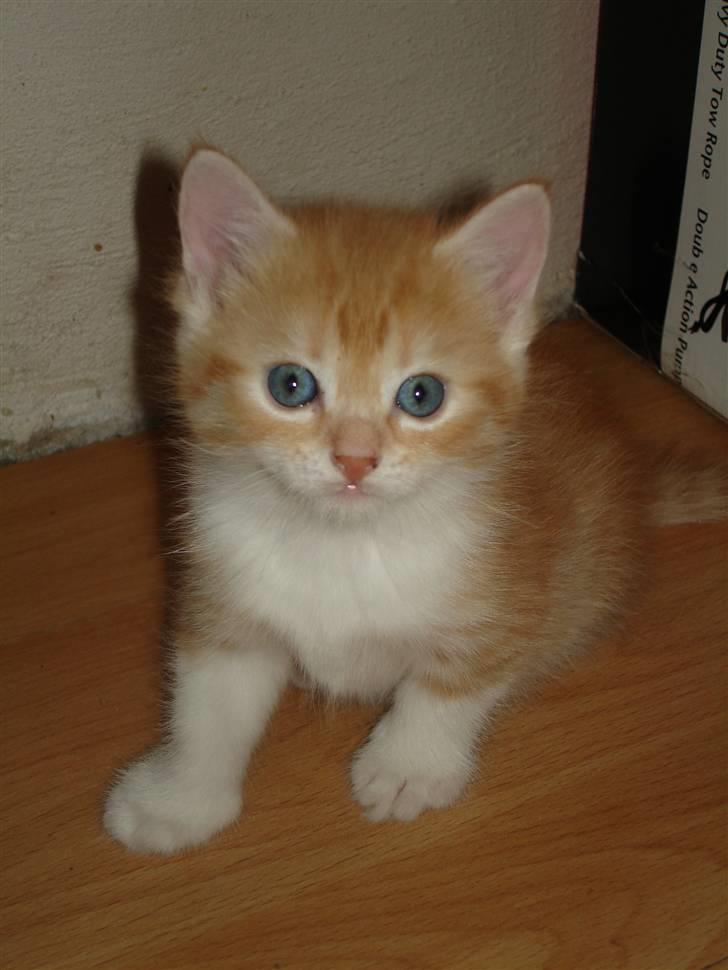 Blanding af racer Stitch billede 1