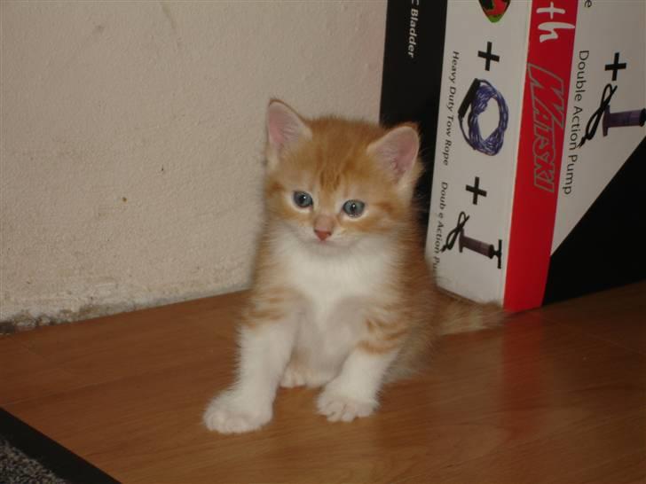 Blanding af racer Stitch billede 2