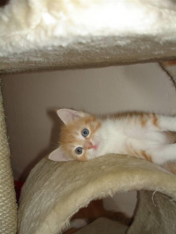 Blanding af racer Stitch billede 3