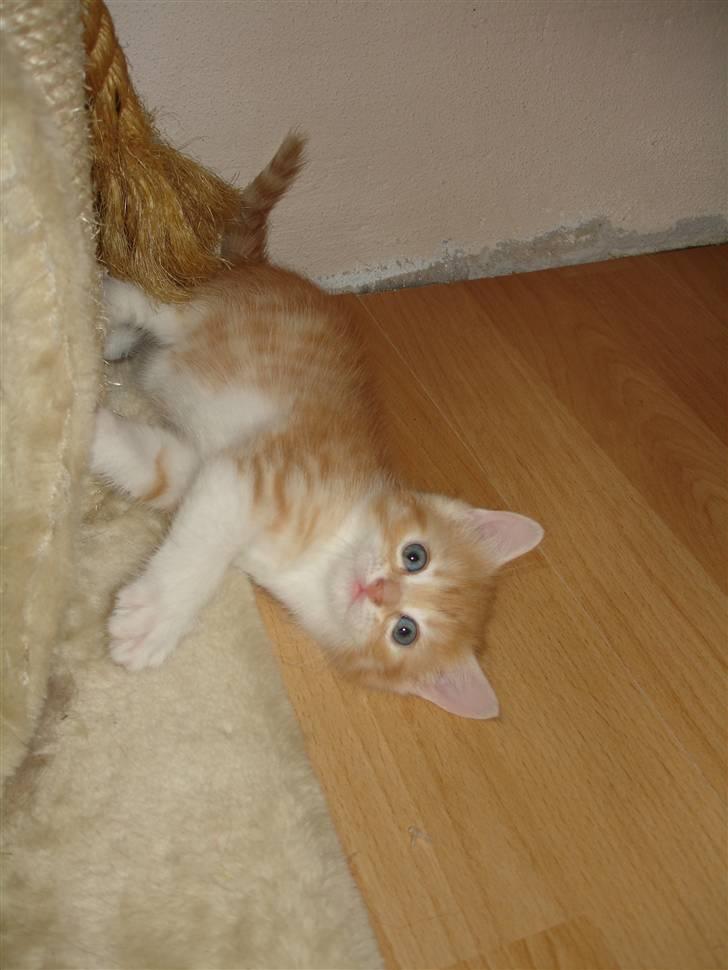 Blanding af racer Stitch billede 4