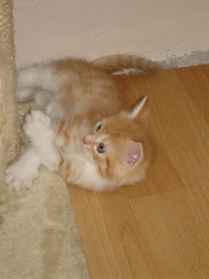 Blanding af racer Stitch billede 5