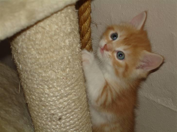 Blanding af racer Stitch billede 6