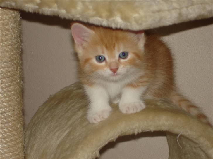 Blanding af racer Stitch billede 7