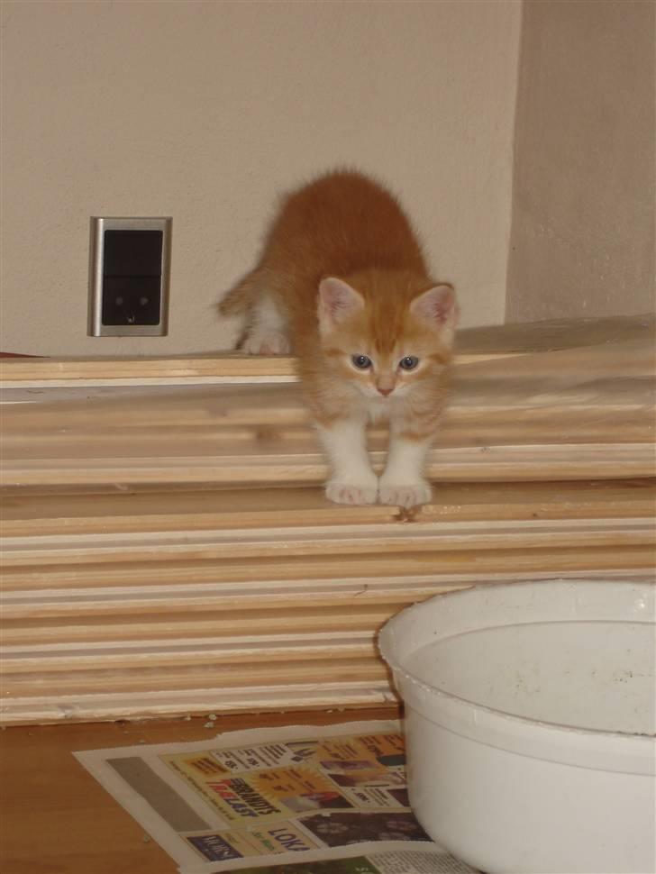 Blanding af racer Stitch billede 8