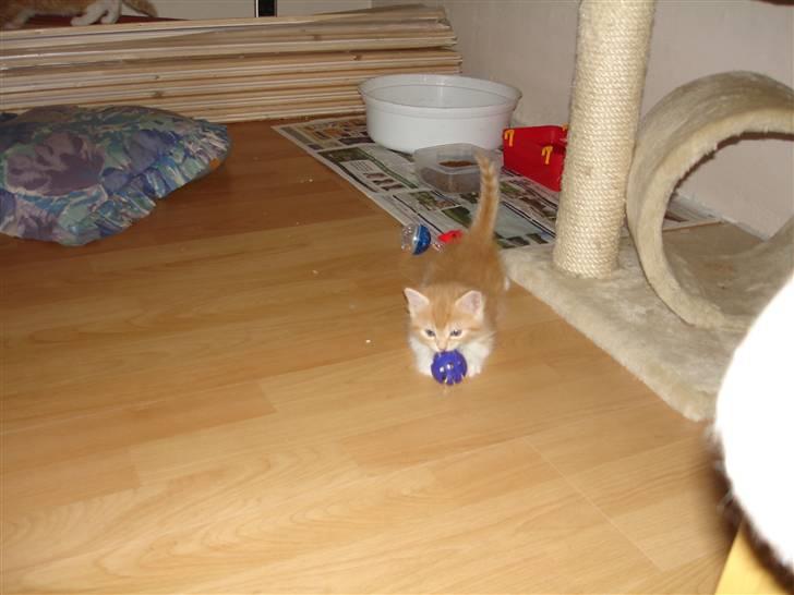 Blanding af racer Stitch billede 9