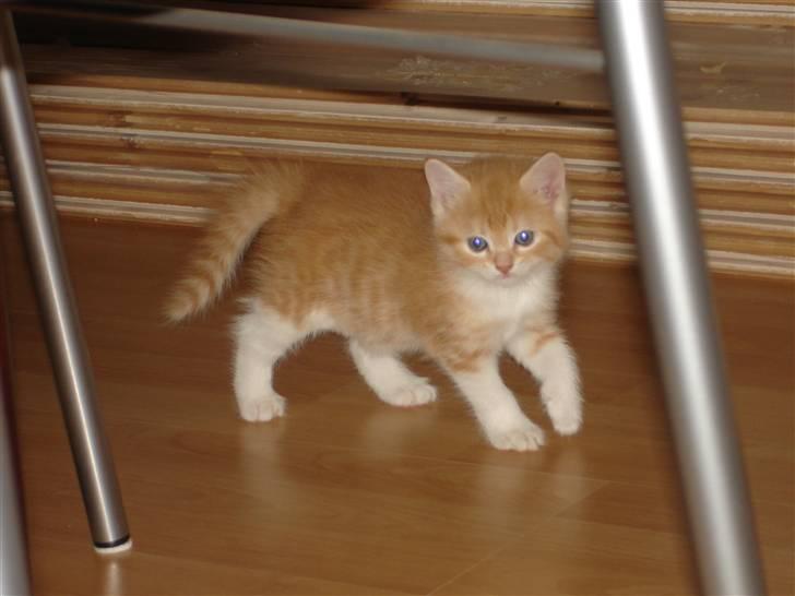 Blanding af racer Stitch billede 10