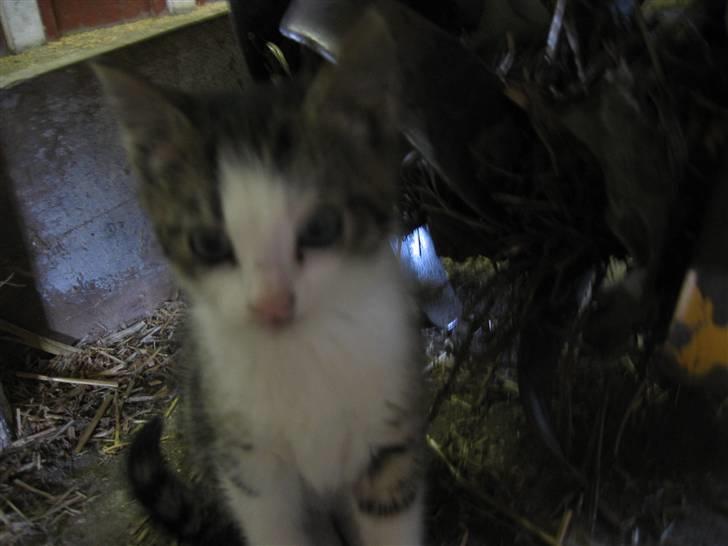 Blanding af racer Sille - Lille Sille som meget ung billede 2