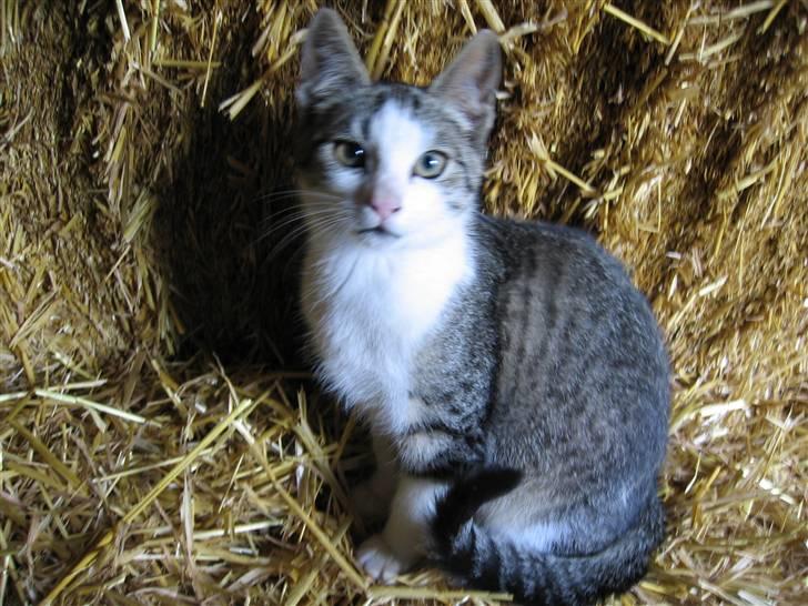 Blanding af racer Sille - Sille ude i stalden i 17 uge billede 3