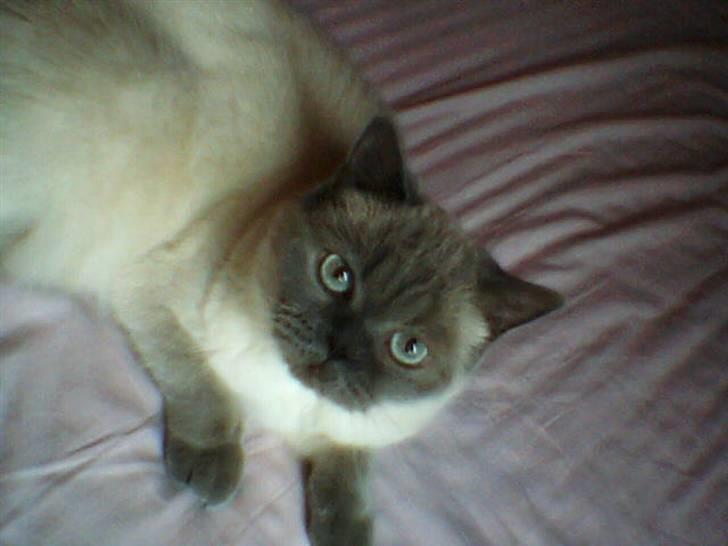 British Shorthair Fanny  billede 1