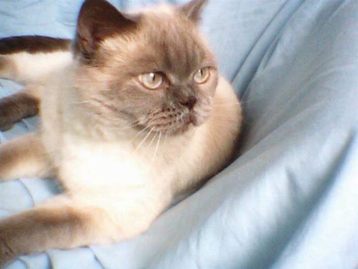 British Shorthair Fanny  billede 2